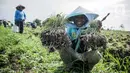 Petani memanen bawang merah di Brebes, Jawa Tengah, Kamis (11/1/2024). Petani setempat mengalami kerugian pada musim panen di awal tahun ini akibat cuaca yang tidak menentu sehingga menyebabkan kualitas bawang merah menurun. (Liputan6.com/Faizal Fanani)