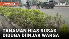 Pasca Pergantian Tahun Baru 2024, Sejumlah Tanaman Hias Di Bundaran HI Rusak