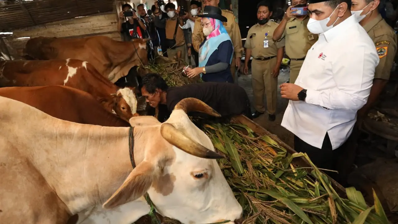 Wagub Jateng Taj Yasin Maemoen mengunjungi peternakan di Blora. Peternak membuat jamu untuk menangkal penularan PMK. (Foto: Liputan6.com/Humas Pemprov Jateng)