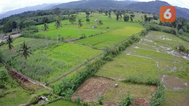 Areal Persawahan
