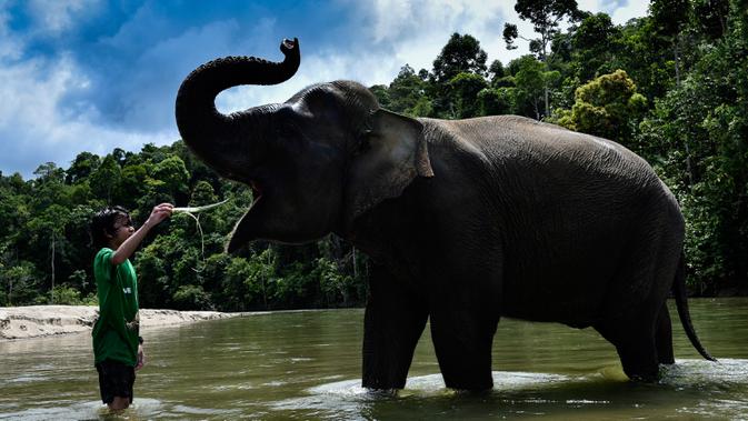 Pengunjung memberi makan gajah betina Sumatra sebelum memandikannya di Conservation Respons Unit (CRU) Sampoiniet, Aceh, Minggu (7/6/2020). Memasuki masa new normal, CRU Sampoiniet kembali membuka wisata konservasi meski membatasi jumlah kunjungan wisatawan. (CHAIDEER MAHYUDDIN/AFP)