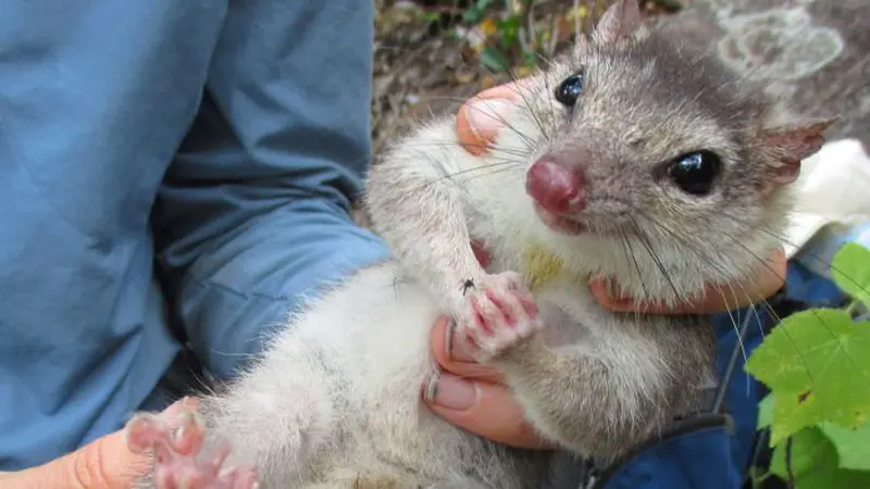 Warga Australia Diminta Stop Pelihara Kucing 