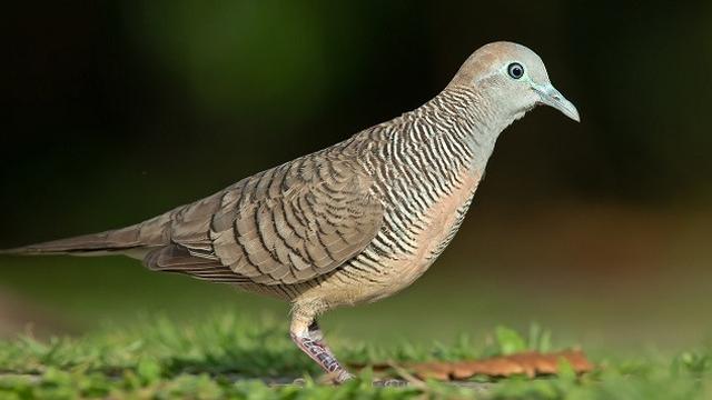 10 Jenis Burung Hias Populer di Indonesia dan Harganya, Ada yang Punya Suara Merdu