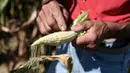 Petani Achille Crespiatico menunjukkan tongkol jagung kering akibat kekeringan parah di Spino d'Adda, Italia, 11 Juli 2022. Crespiatico mengklaim bahwa 70 persen dari ladang jagungnya dan 100 persen dari padang rumputnya yang stabil telah hancur. (Piero CRUCIATTI/AFP)