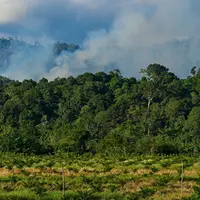 Aceh Terima Hibah Rp 27 M untuk Menjaga Hutan
