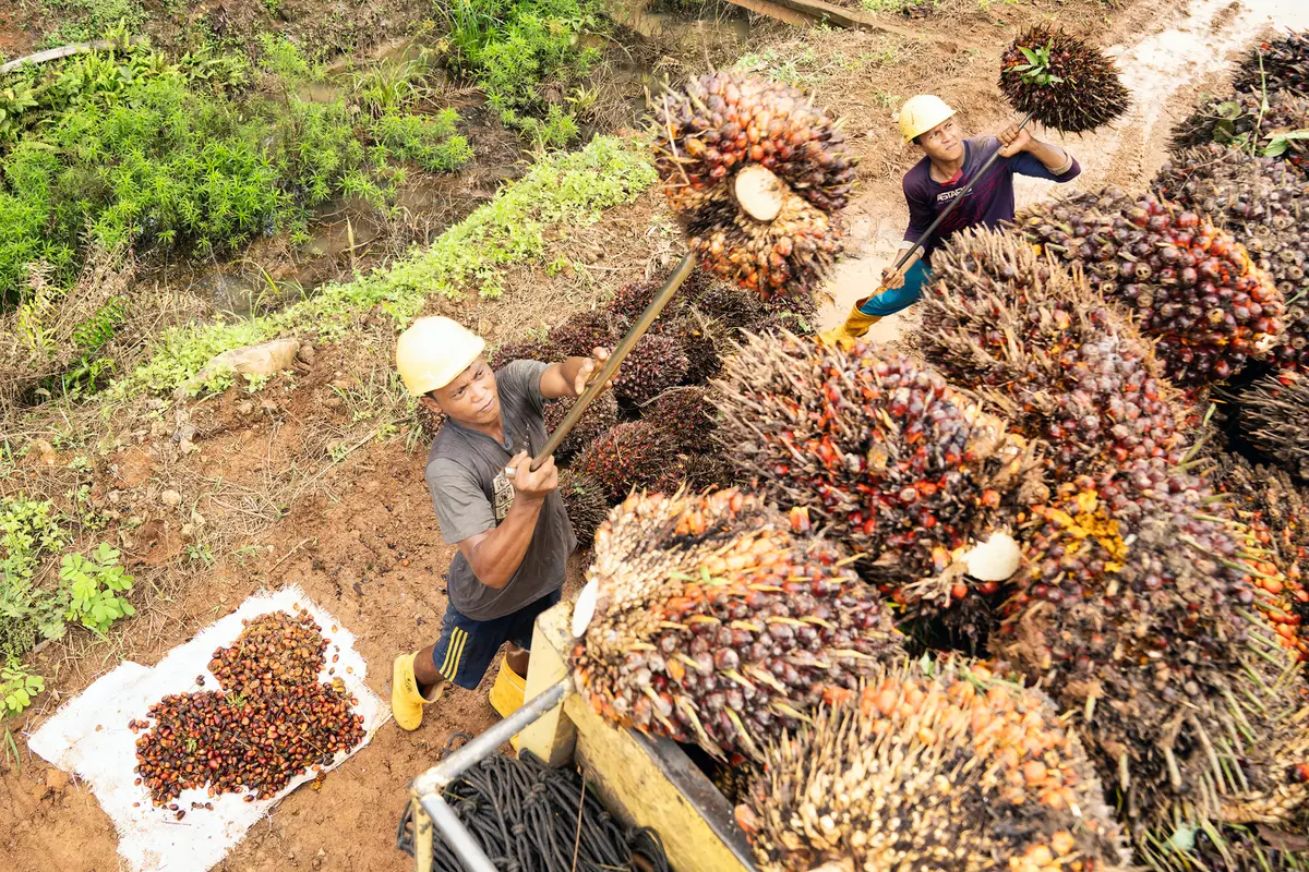 Pekerja di kebun kelapa sawit mengangkat TBS ke truk. (PT Austindo Nusantara Jaya Tbk/ANJT)