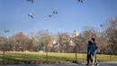 Pejalan kaki dengan pakaian tipis berjalan di bawah angsa terbang di samping Great Lawn di pusat Central Park, wilayah Manhattan, New York, Senin (30/1/2023). New York City juga akan memecahkan rekor kedua, untuk periode waktu terlama tanpa salju. Pada Senin, sudah 327 hari tanpa akumulasi salju. Rekornya adalah 332 hari — rekor beruntun yang dipecahkan pada Desember 2020. (AP Photo/John Minchillo)