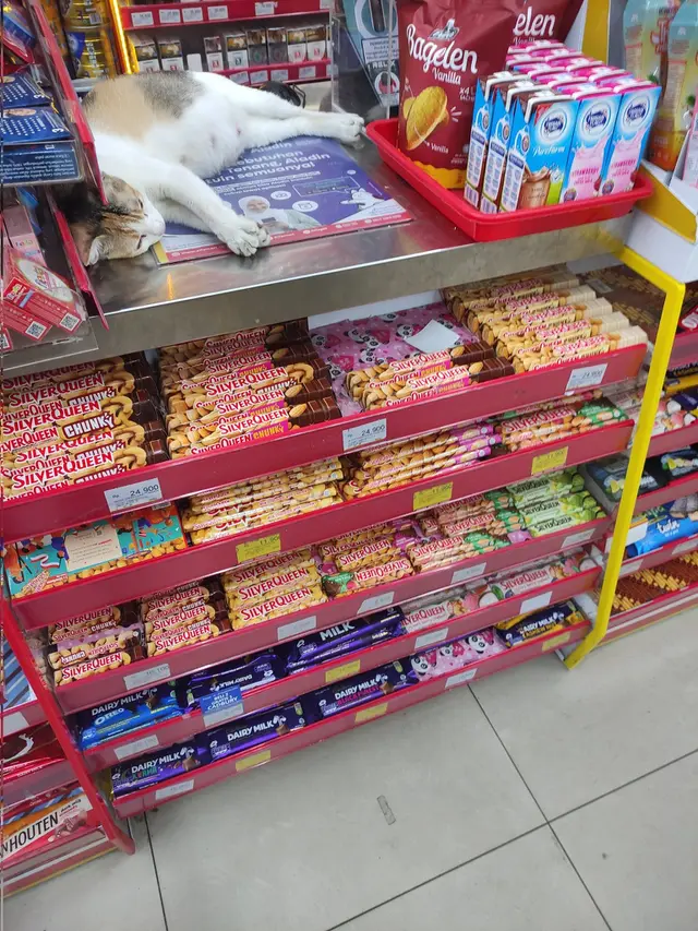 6 Potret Kucing Tidur di Supermarket Ini Kocak, Selalu Ada Saja Tingkah Lucunya