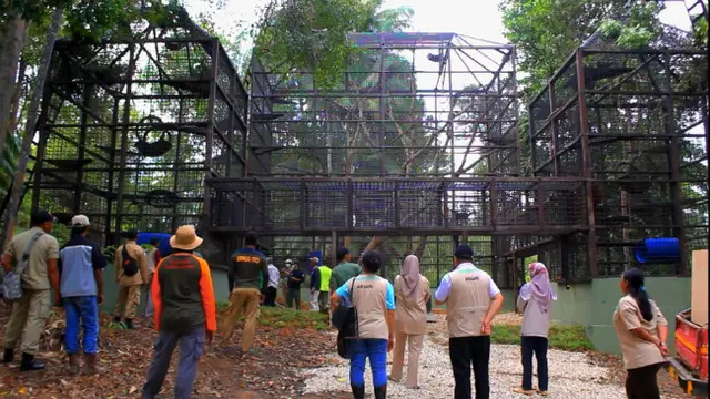Dua Orangutan Pulang Kampung ke Kalimantan
