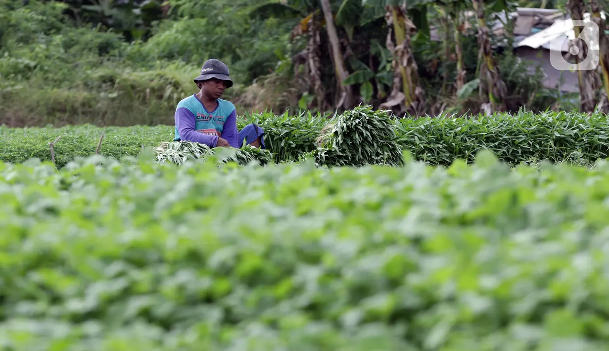 Petani memanen kangkung di lahan garapan kawasan Papanggo, Jakarta Utara, Rabu (1/12/2021). Para petani di kawasan tersebut menggantungkan hidup dengan menyewa lahan garapan untuk bercocok tanam sayuran seperti kangkung, bayam, ubi, dan daun kemangi. (Liputan6.com/Helmi Fithriansyah)