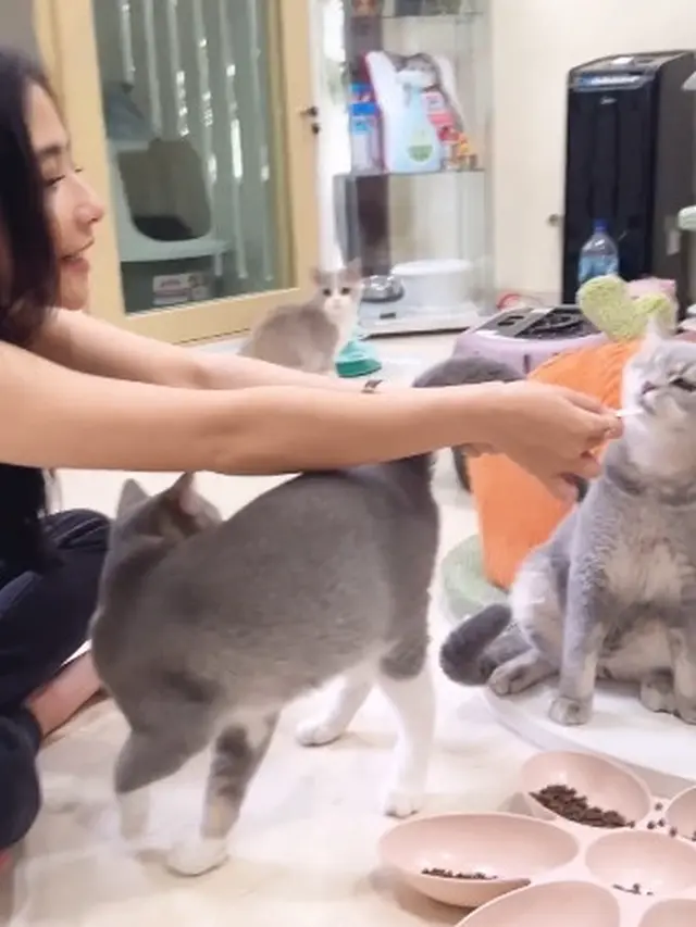 Dulu Sempat Takut, Ini 7 Potret Prilly Latuconsina Adopsi Kucing Imut Bernama Mochi