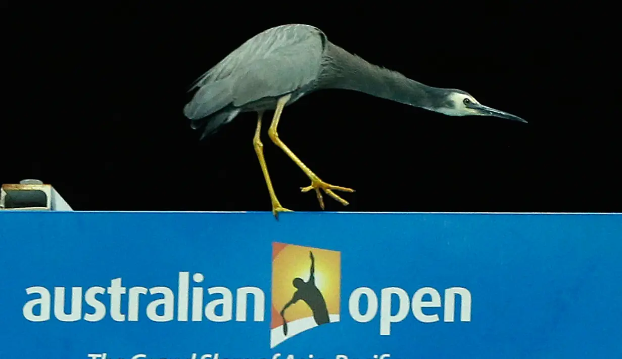 Seekor burung berada di lapangan tenis saat gelaran  turnamen tenis Australia Terbuka di Melbourne Park, Australia, Selasa (19/1). Burung ini sempat beberapa sempat  menjadi  perhatian penonton dan pemain. (REUTERS / Tyrone Siu)
