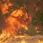 Pohon-pohon terbakar oleh api dalam kebakaran hutan yang dijuluki Carr Fire di Whiskeytown, California, Jumat (28/7). Sekitar 700 petugas pemadam kebakaran dikerahkan memadamkan api yang telah meng­hanguskan 1.900 hektare lahan ini. (JOSH EDELSON/AFP)