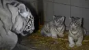 Dua dari tiga anak harimau putih berdiri di dekat induk mereka, Orissa, di taman zoologi Amneville, Prancis timur laut pada 9 Maret 2020. Tiga ekor harimau putih itu lahir pada 5 Januari 2020 lalu dengan dua ekor berjenis jantan dan seekor betina. (JEAN-CHRISTOPHE VERHAEGEN / AFP)
