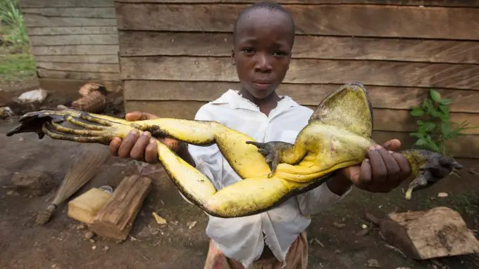 [Bintang] Katak raksasa