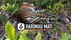 THUMBNAIL HARIMAU