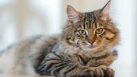 10 Smartest Cat Breeds That Will Surprise You