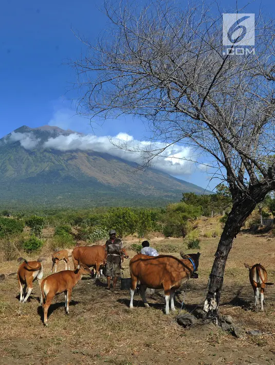 Petani memberi pakan ternak sapi-sapi peliharaannya di kaki Gunung Agung, Tulamben, Bali (30/6). Bali dinilai masih aman untuk dikunjungi wisatawan. (Merdeka.com/Arie Basuki)