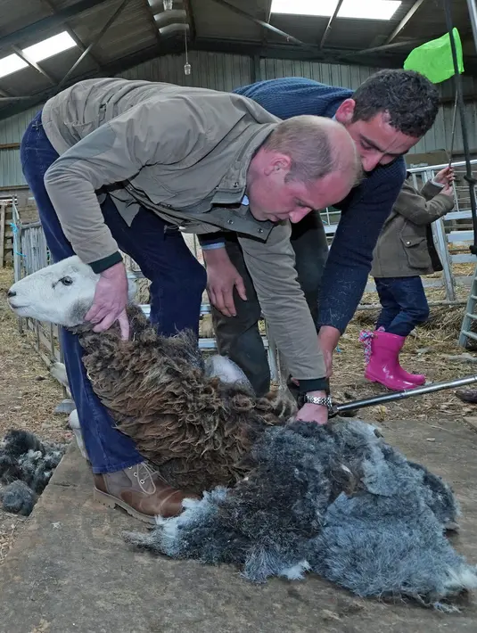 Duke of Cambridge Pangeran William mencukur bulu domba saat berkunjung ke Deepdale Hall Farm, sebuah peternakan domba tradisional di Patterdale, Cumbria, Inggris, Selasa (11/6/2019). (Owen Humphreys/POOL/AFP)