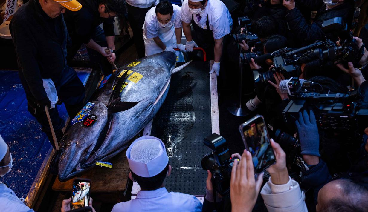 Lelang tahunan ini terkenal karena harga ikan tuna sirip biru yang fantastis, bahkan sering kali mencapai miliaran rupiah. Tampak dalam foto, seekor tuna sirip biru yang memenangkan penawaran tertinggi pada lelang tahunan “Tahun Baru” sesaat sebelum dibawa ke restoran Sushi Zanmai di Tokyo, Senin, 5 Januari 2026. (AP Photo/Louise Delmotte)