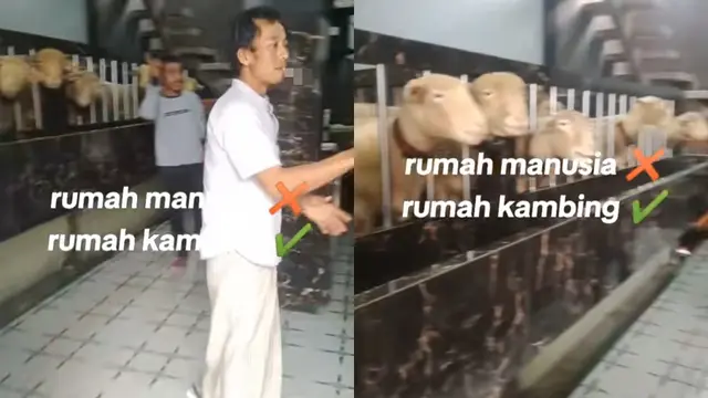 Rumah Mewah Kambing di Banjarnegara