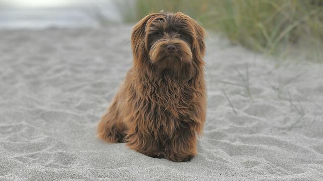 Havanese