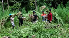 Anggota Badan Narkotika Nasional (BNN) memusnahkan tanaman ganja saat penggerebekan pada jalur hutan di Lamteuba, Provinsi Aceh, 18 Mei 2022. (CHAIDEER MAHYUDDIN/AFP)