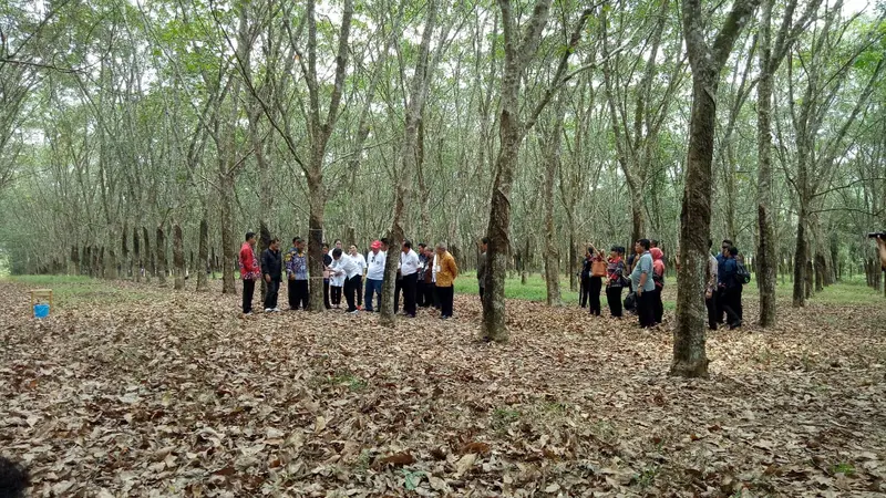 6 Faktor Pengaruhi Ketidakstabilan Harga Karet di Sumsel