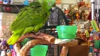 Seekor burung beo hijau bernama Princess Yellow Feather menjadi selebriti baru lewat video menyanyinya. 