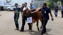 Petugas membawa seekor sapi pada acara penyerahan hewan qurban jelang Hari Raya Idul Adha 2017, di Studio 5 Indosiar, Jakarta, Kamis (31/08). (Liputan6.com/Johan Tallo)