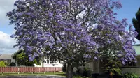 5 Spot Terbaik untuk Melihat Pohon Jacaranda Saat Mekar di Queensland Australia