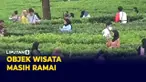 Wisata Kebun Teh Cisarua Bogor diserbu Warga