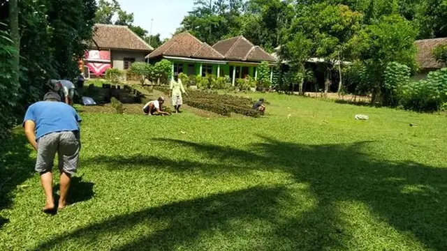 Rumput Gajan Mini