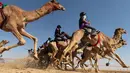 Sejumlah joki menunggangi untanya saat mengikuti lomba balap unta di festival unta Sheikh Sultan Bin Zayed al-Nahyan di arena pacuan shweihan di al-Ain di pinggiran Abu Dhabi (2/2). (AFP Photo/Karim Sahib)