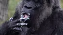 Gorila Fatou menikmati kue ulang tahunnya saat berusia 61 tahun di kebun binatang Zoologischer Garten di Berlin, Jerman (13/4). Fatou adalah gorila tertua dari jenisnya yang hidup di Eropa. (AFP Photo/John Macdougall)