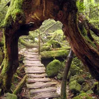 Menjejakkan kaki dan siap-siap terpukau oleh pesona alam Jepang di Yakushima.