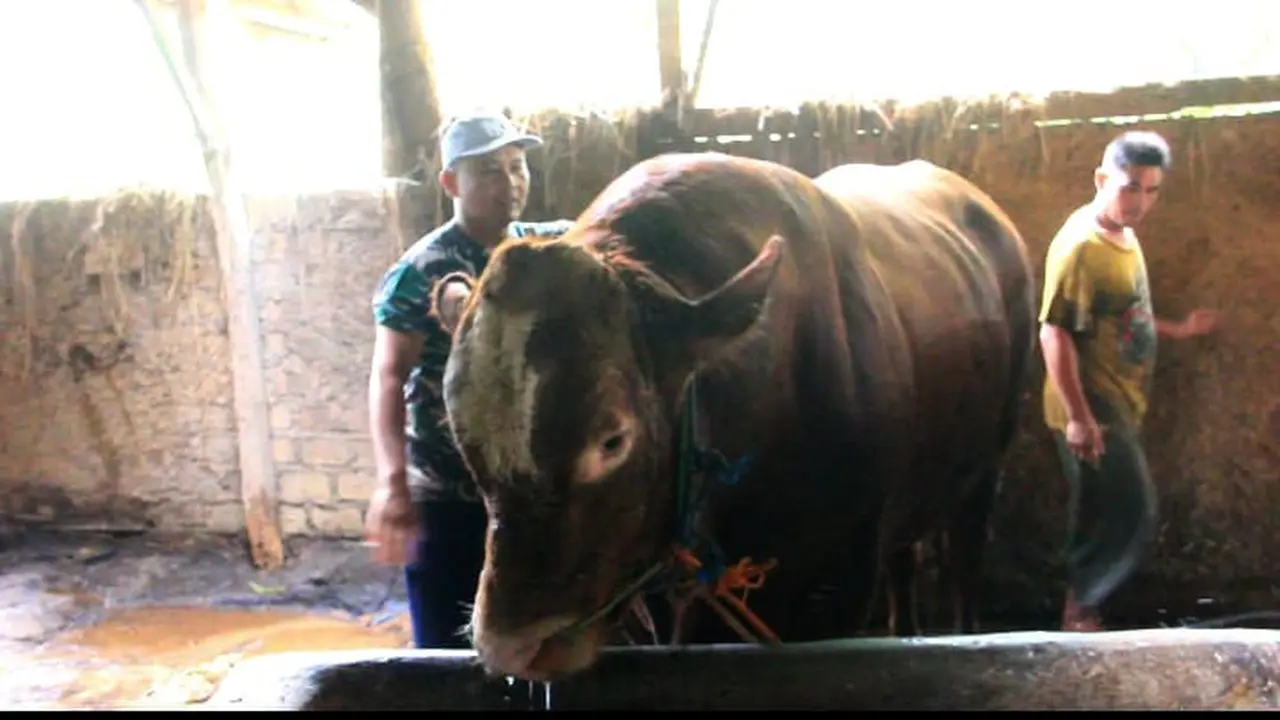 Pemilik sapi H. Nurdin sedang membersihkan sapi jumbo milik Presiden Prabowo untuk disumbangkan di Kota Sukabumi. (Liputan6.com/Fira Syahrin).
