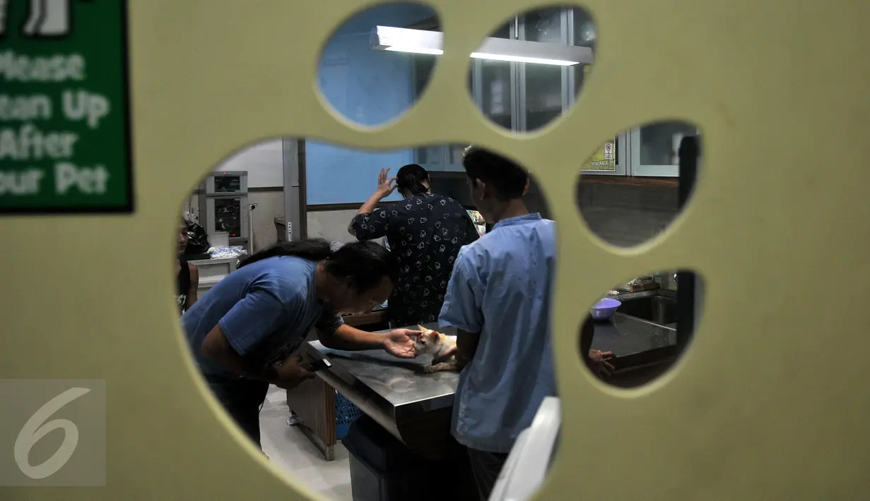 “Biaya medis satu bulan, hanya untuk biaya klinik bisa sampai Rp35 juta belum termasuk biaya vitamin dan obat. Untuk biaya makanan sehari-hari dapat menghabiskan biaya Rp5 juta dalam 3 hari.” tandas pendiri Animal Defender. (Liputan6.com/Johan Tallo)