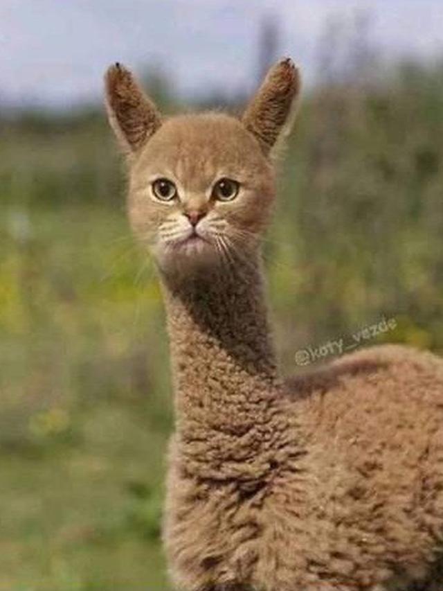 6 Editan Foto Wajah Kucing di Badan Hewan Lain Ini Kocak