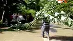 Para petani di Polewali Mandar, Sulbar, terpaksa memanen dini tanaman ubi dan jagung karena terendam banjir. Mereka khawatir tanaman membusuk. 