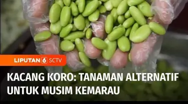 Menghadapi ancaman krisis pangan akibat musim kemarau dibutuhkan bahan makanan alternatif. Salah satunya pengembangan budi daya kacang koro di Minahasa Utara, Sulawesi Utara, yang dapat dijadikan komoditas pengganti kedelai sebagai bahan baku pembuat...