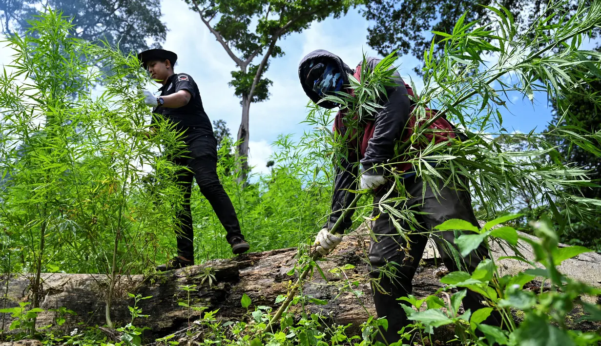 Anggota Badan Narkotika Nasional (BNN) mencabut tanaman ganja saat penggerebekan pada jalur hutan di Lamteuba, Provinsi Aceh, 18 Mei 2022. (CHAIDEER MAHYUDDIN/AFP)