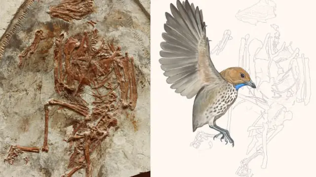 Burung Prasejarah Baru dan Aneh Ditemukan di China dengan Paruh Ompong, Bentuknya Unik