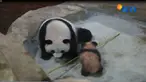 Yuang Meng lahir dari giant panda, Huan Huan dan Yuan Zi. Kedunya tinggal di Prancis sejak Januari 2012 yang dipinjamkan pemerintah China.