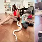 Momen Arabella anak Aura Kasih berani main bareng ular. (sumber: Instagram/aurakasih)