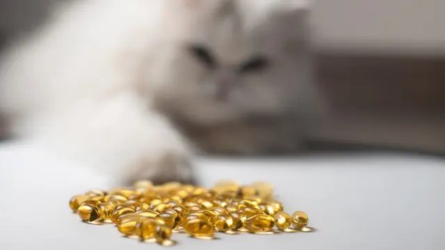 Tren Suplemen Minyak Ikan Buat Kesehatan Kucing, Apa Manfaatnya?