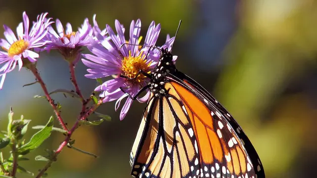 Kupu-kupu si serangga cantik yang setia (Pixabay)