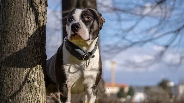 American Pit Bull Terrier