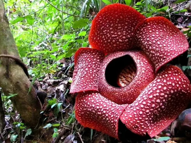 5 Fakta Rafflesia Arnoldii Bunga Raksasa Yang Istimewa Lifestyle Fimela Com
