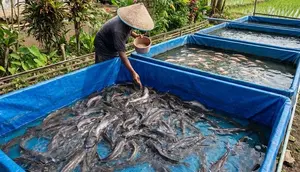 5 Penyebab Lele Lambat Besar di Kolam Terpal dan Cara Mengatasinya